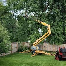 How Our Tree Care Process Works  in Buckhall, VA